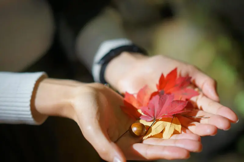 紅葉カレンダー