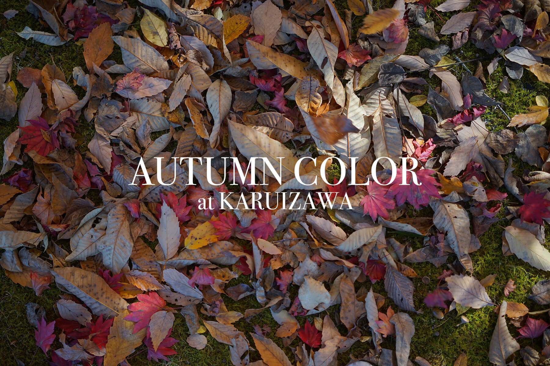 AUTUMN COLOR at KARUIZAWA